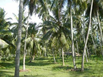 Panadura Coconut land for sale/rent
