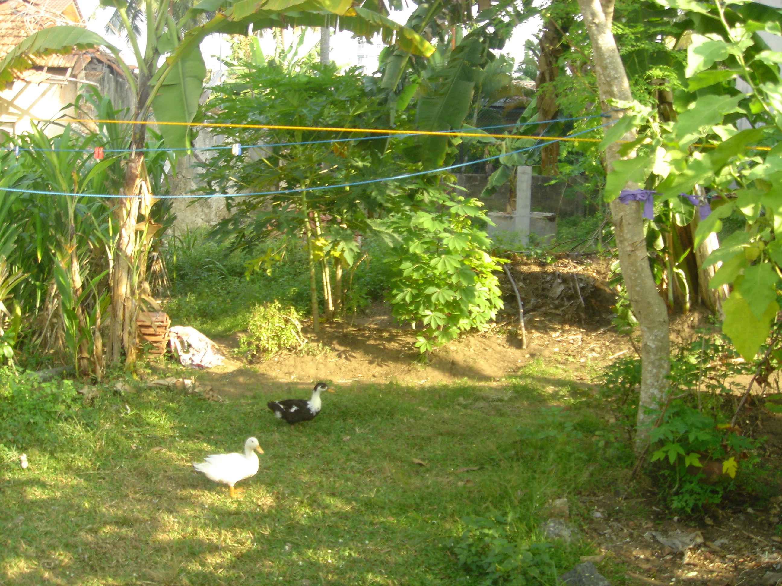 Dehiwala Land with house for sale/rent