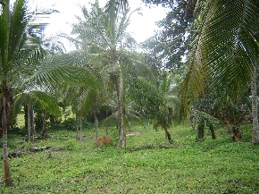 Minuwangoda Coconut land for sale/rent