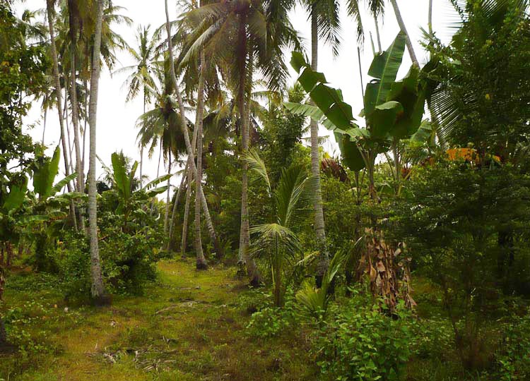 Waikkalai Coconut land for sale/rent