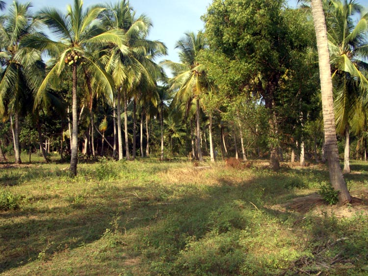 Chilaw Coconut land for sale/rent