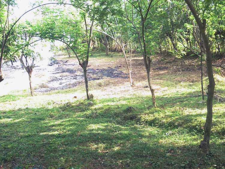Digana Cultivated Land for sale/rent