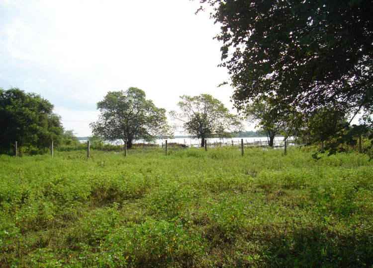 Anuradahpura Bare Land for sale/rent