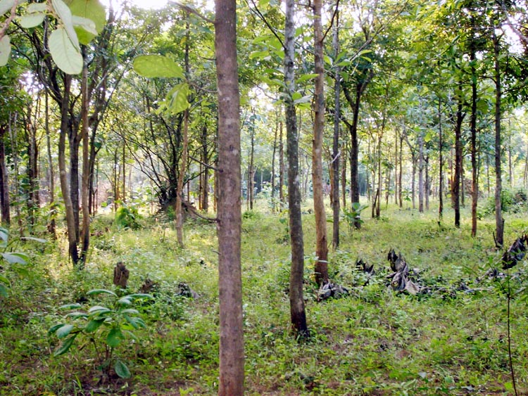 Moneragala Bare Land for sale/rent