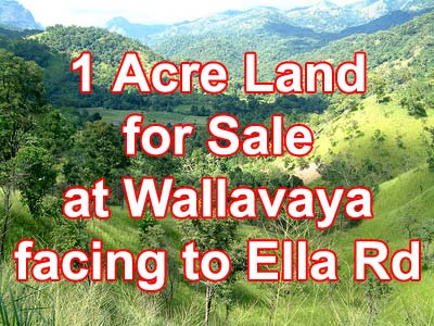 Wellawaya Bare Land for sale/rent