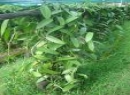 Matale Cultivated Land for sale/rent