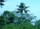 Matale Bare Land for sale/rent