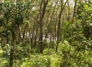 Kalutara Land with house for sale/rent