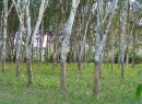 Siripura Rubber land for sale/rent