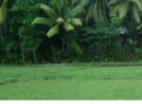 Panadura Bare Land for sale/rent