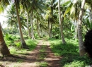 Matara Coconut land for sale/rent