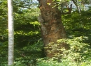 Matale Bare Land for sale/rent