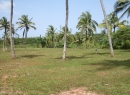 Hikkaduwa Coconut land for sale/rent