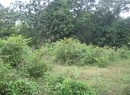 Moratuwa Bare Land for sale/rent
