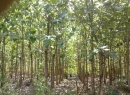 Anuradhapura Cultivated Land for sale/rent