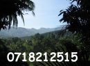Galle Bare Land for sale/rent
