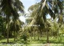 Mirigama Coconut land for sale/rent