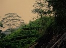 Galle Cultivated Land for sale/rent