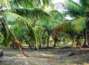 Chilaw Coconut land for sale/rent
