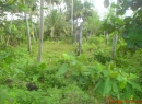 Weligama Beachfront land for sale/rent