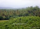 Galle Cultivated Land for sale/rent