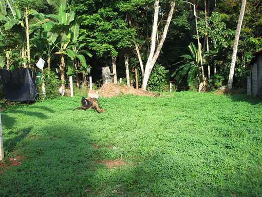 Gampaha Land for sale/rent