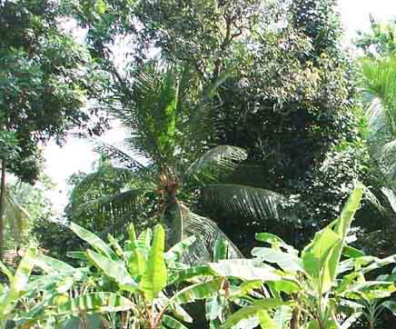 Kirillawala Land for sale