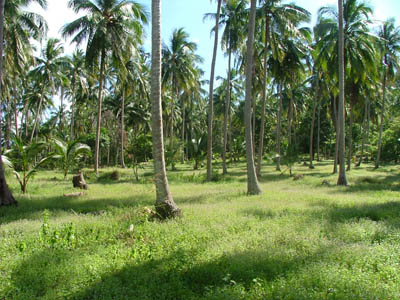 Athurugiriya Land for sale/rent