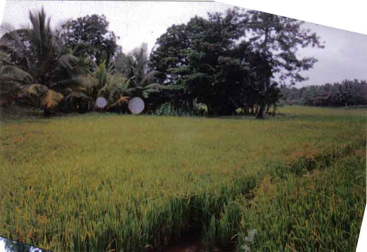 Kurunegala Land for sale