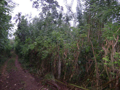 Kandy Land for sale