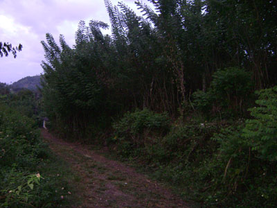 Kandy Land for sale