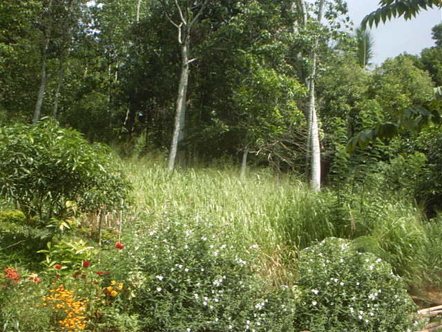 Kandy Land for sale/rent