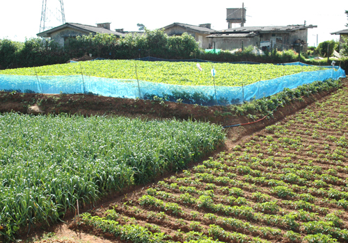 Nuwara Eliya Land for sale/rent