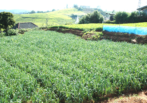 Nuwara Eliya Land for sale