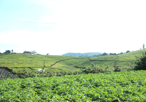 Nuwara Eliya Land for sale