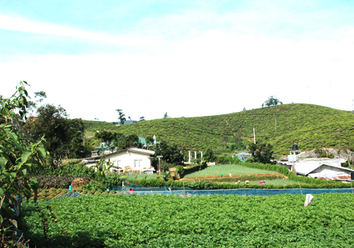 Nuwara Eliya Land for sale