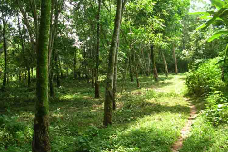 Homagama Land for sale/rent