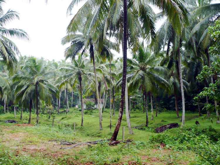 Gampaha Land for sale/rent