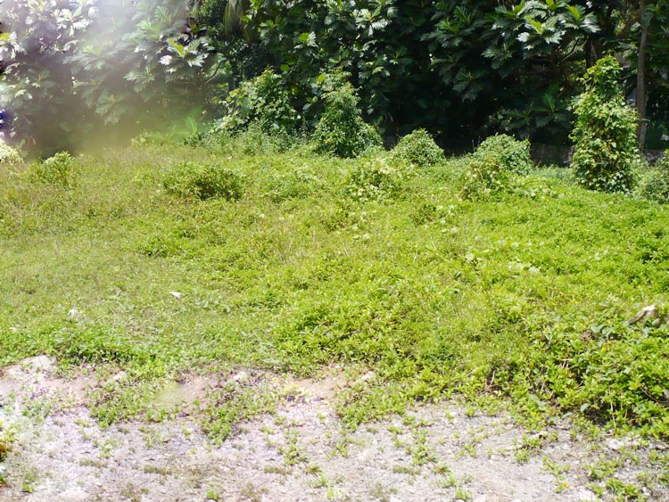 Kelaniya Bare Land for sale/rent