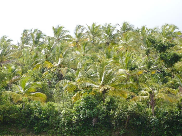 Midigama Coconut land for sale/rent