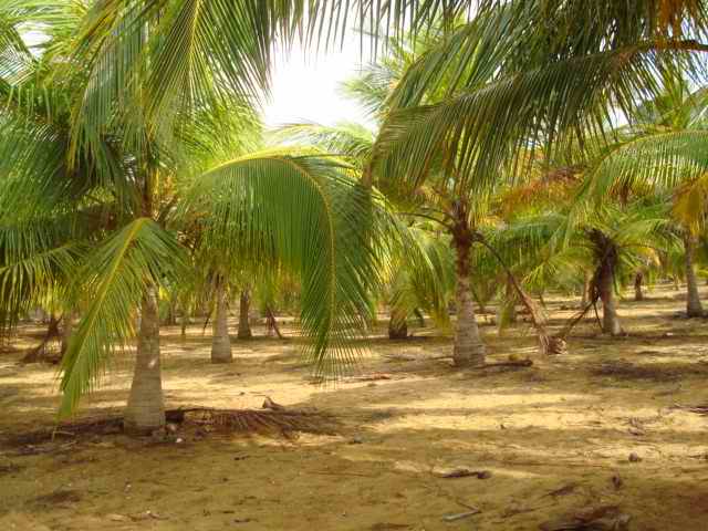 Kalpitiya Land for sale