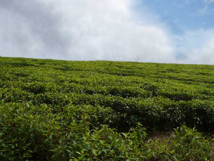 Baduraliya Cultivated Land for sale