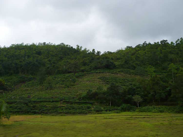 Baduraliya Cultivated Land for sale