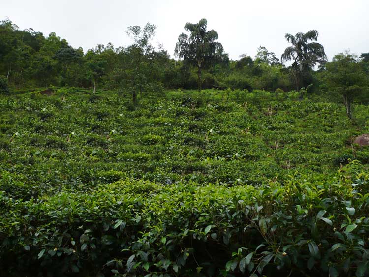 Baduraliya Cultivated Land for sale