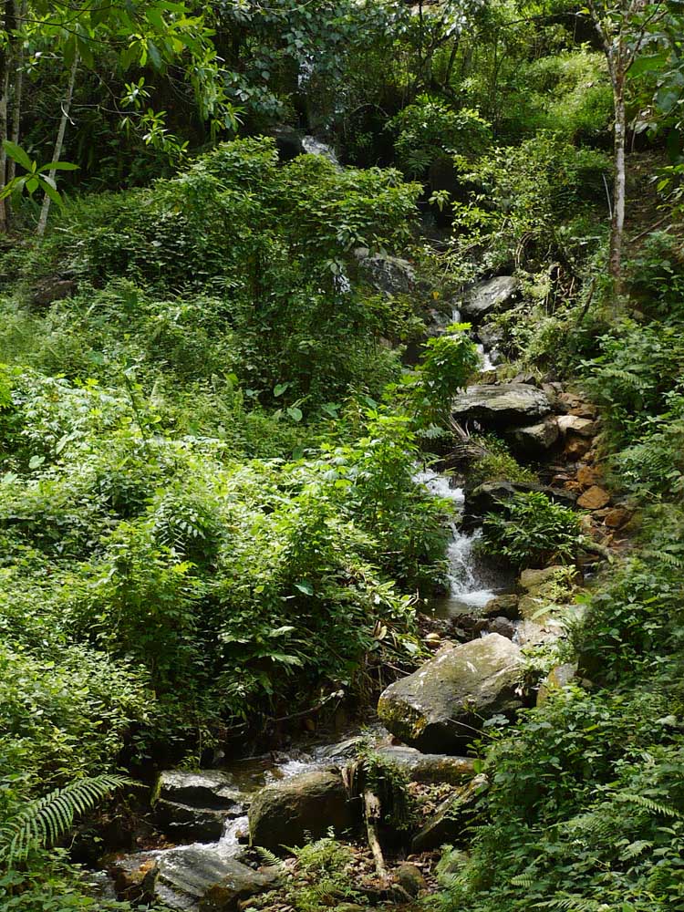 Baduraliya Cultivated Land for sale