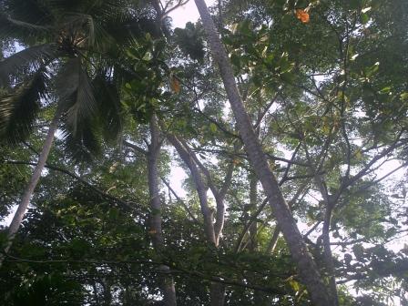 Panadura Land for sale