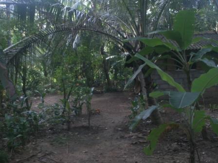 Panadura Land for sale/rent