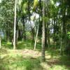 Kapugoda Coconut land for sale/rent