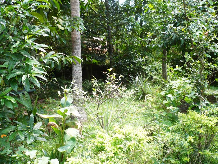 Yakkala Bare Land for sale
