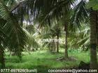 Kirindiwela Coconut land for sale/rent
